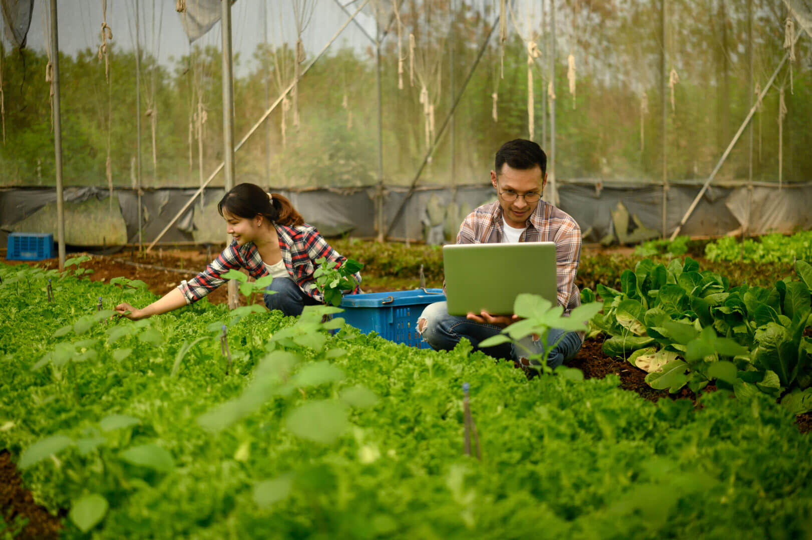 Los ensayos virtuales con IA ganan terreno como herramienta clave para el desarrollo de nuevas variedades en la agricultura