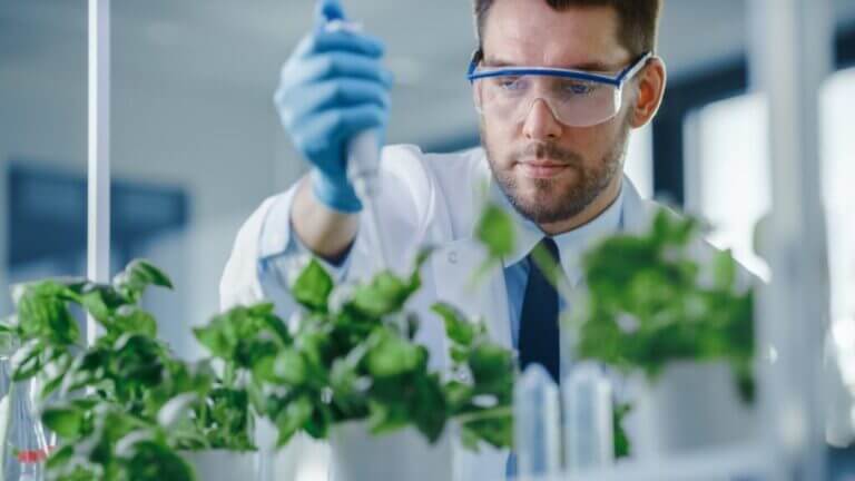 Científico en laboratorio aplica técnicas de biotecnología agrícola sobre plantas en estudio, usando pipeta y equipo de protección.