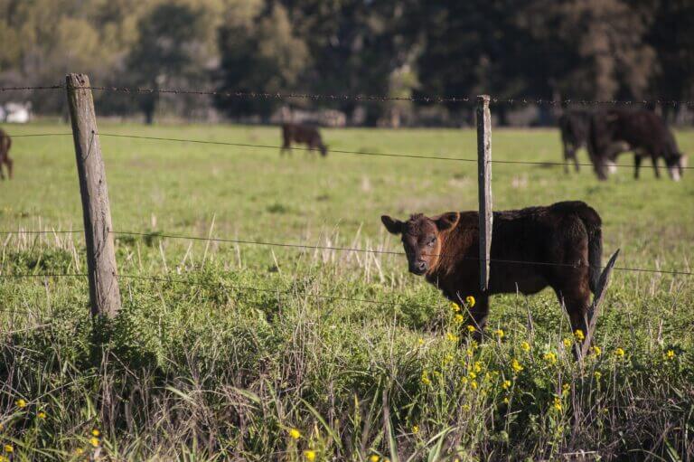 Ganado bovino en campo de la pampa argentina — trazabilidad para exportación a Europa