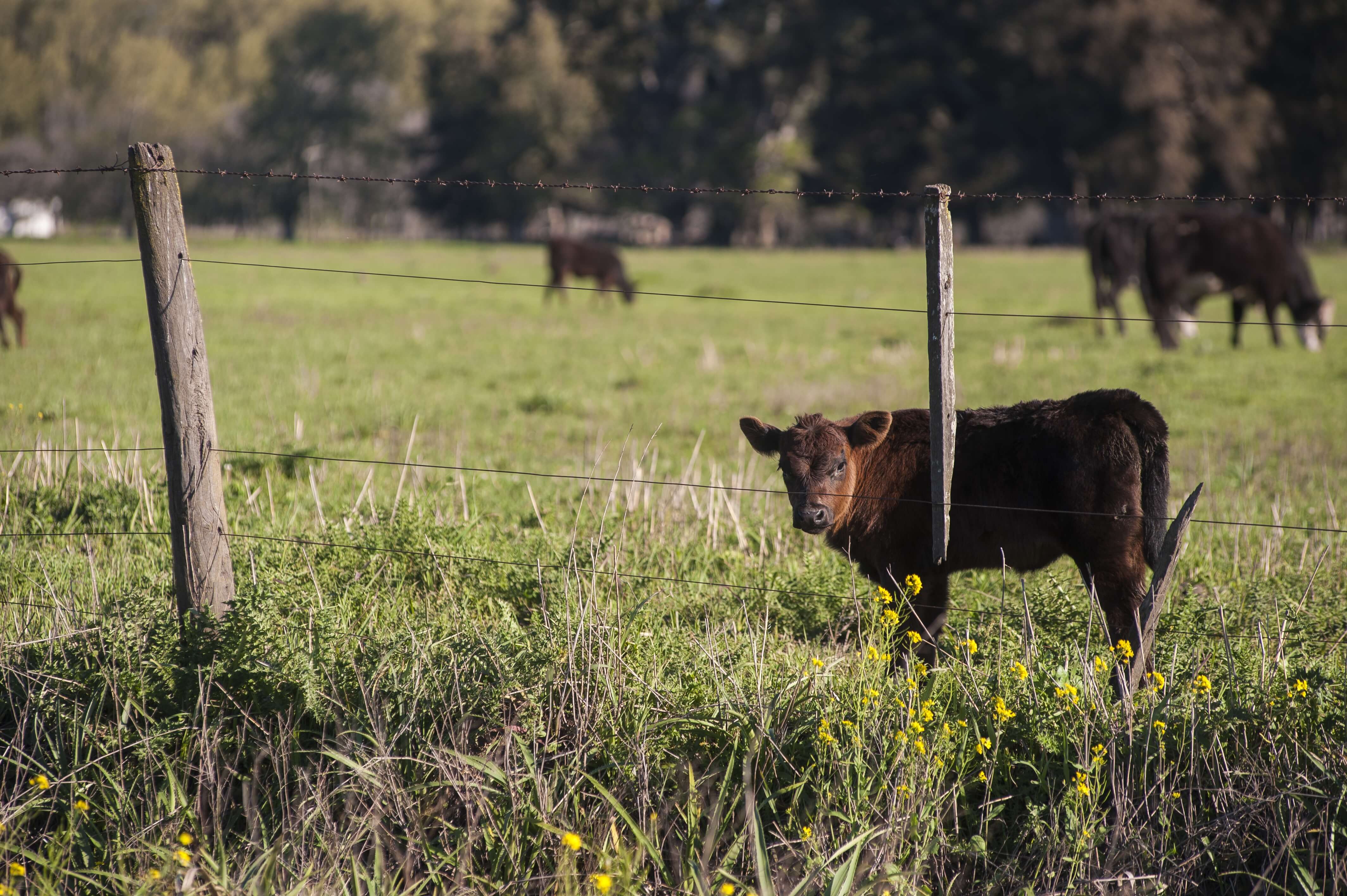 Ganado bovino en campo de la pampa argentina — trazabilidad para exportación a Europa