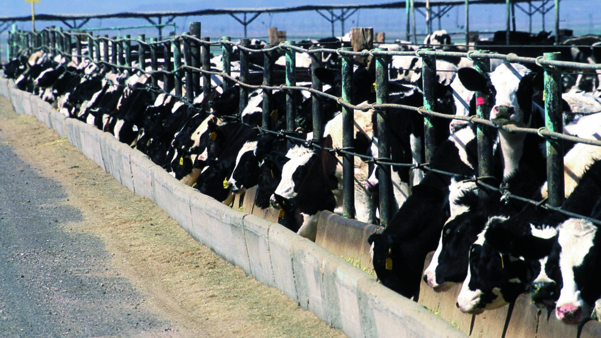Ganado alimentándose en un feedlot administrado mediante soluciones digitales como la plataforma de Cattler.