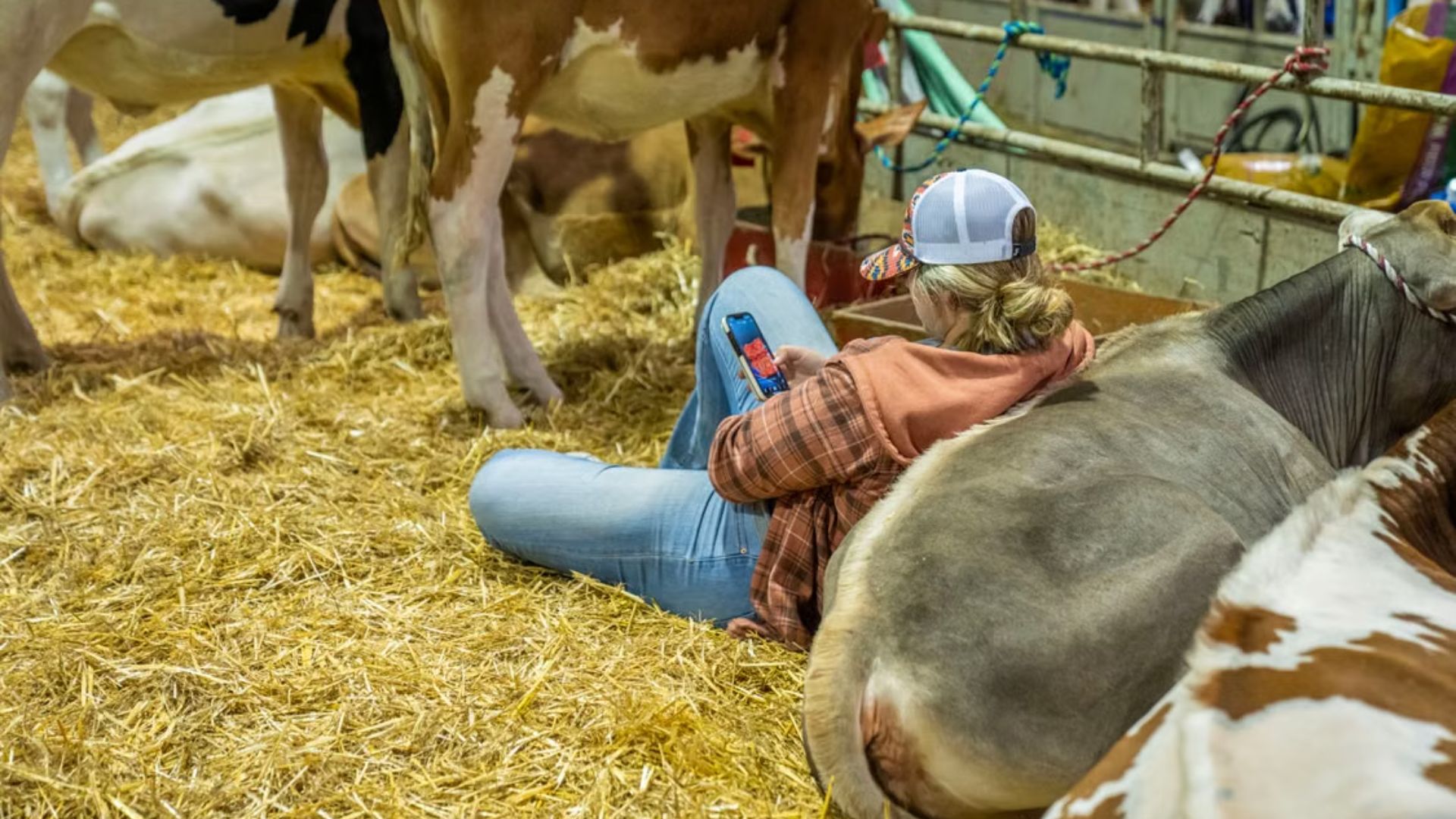 Productora consulta información desde un celular junto al ganado, una tarea que Cattler busca simplificar con su plataforma.