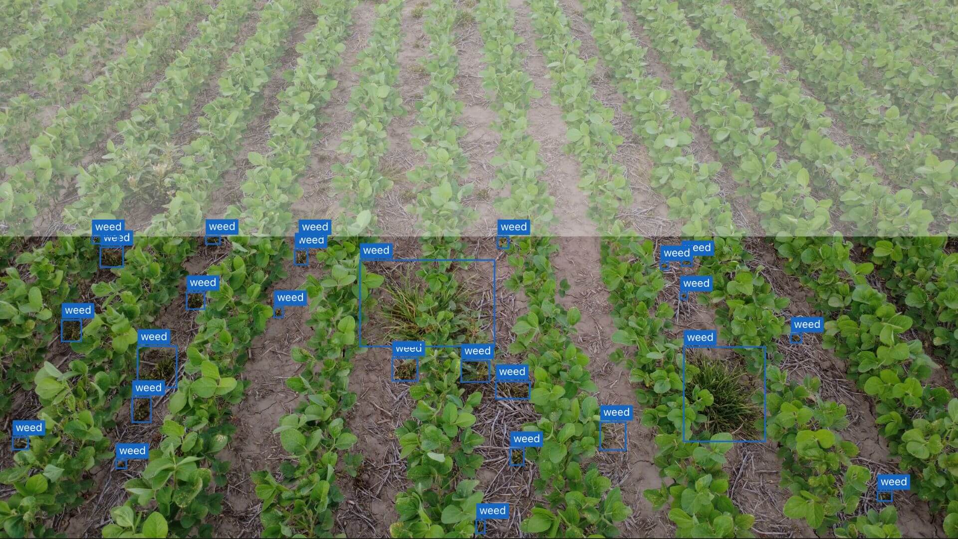 Sistema de visión artificial de DeepAgro identifica malezas entre las plantas de un cultivo.