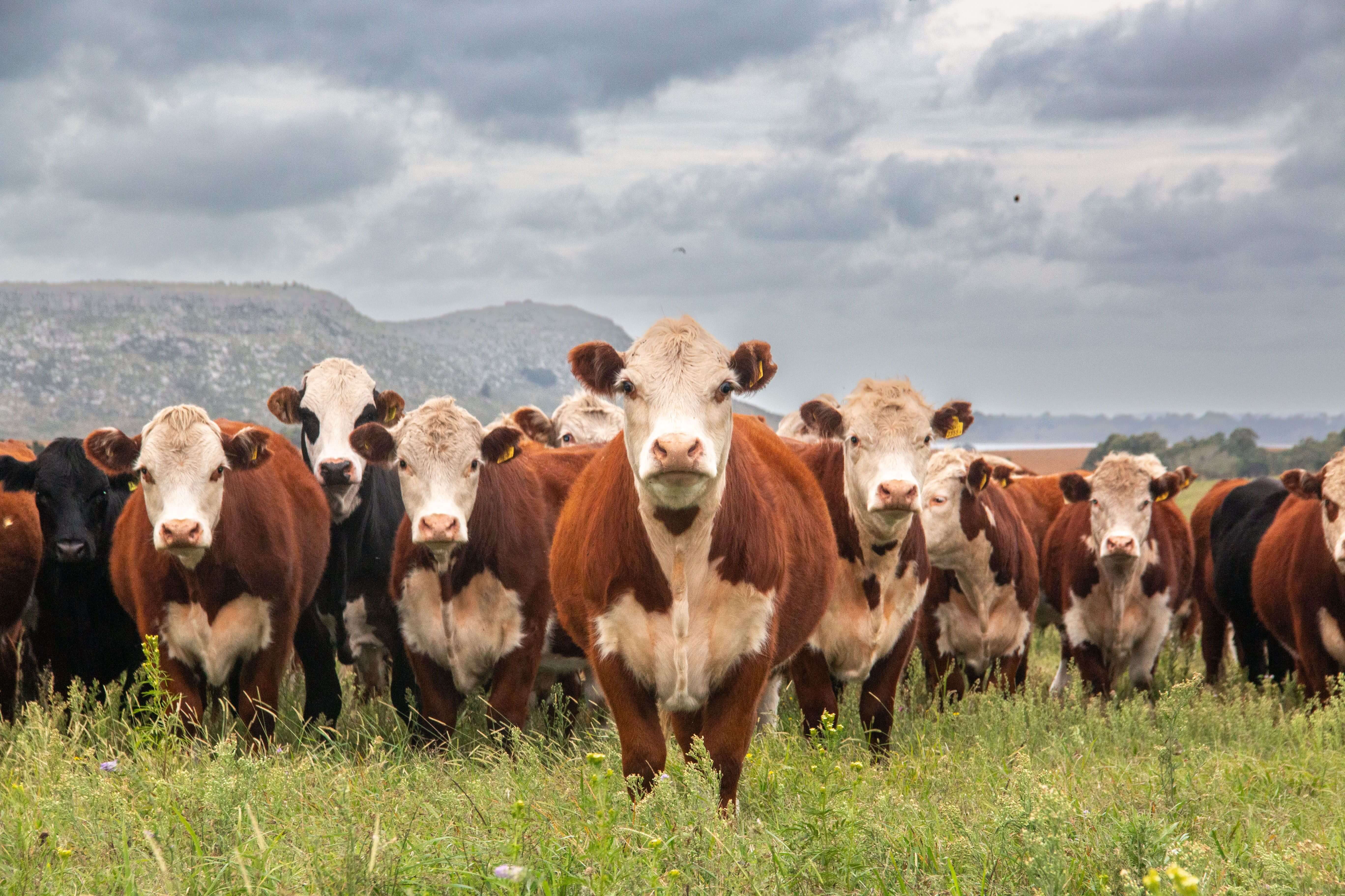 Vacas, campo, agro, inteligencia-artificial-ganaderia-argentina