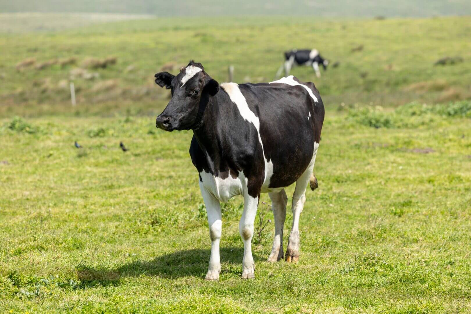 Vacas, campo, agro, inteligencia-artificial-ganaderia-argentina