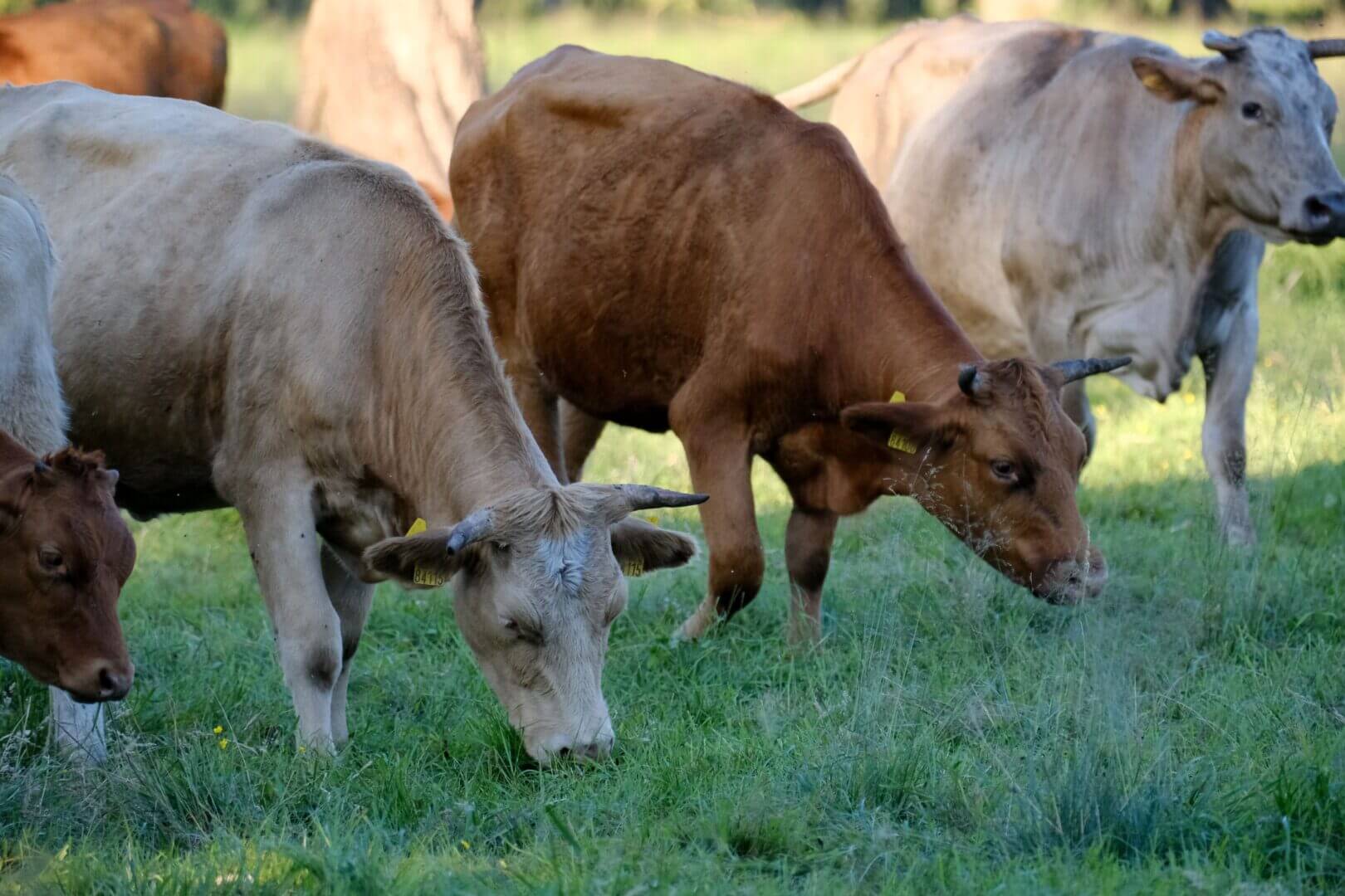 Vacas, campo, agro, inteligencia-artificial-ganaderia-argentina