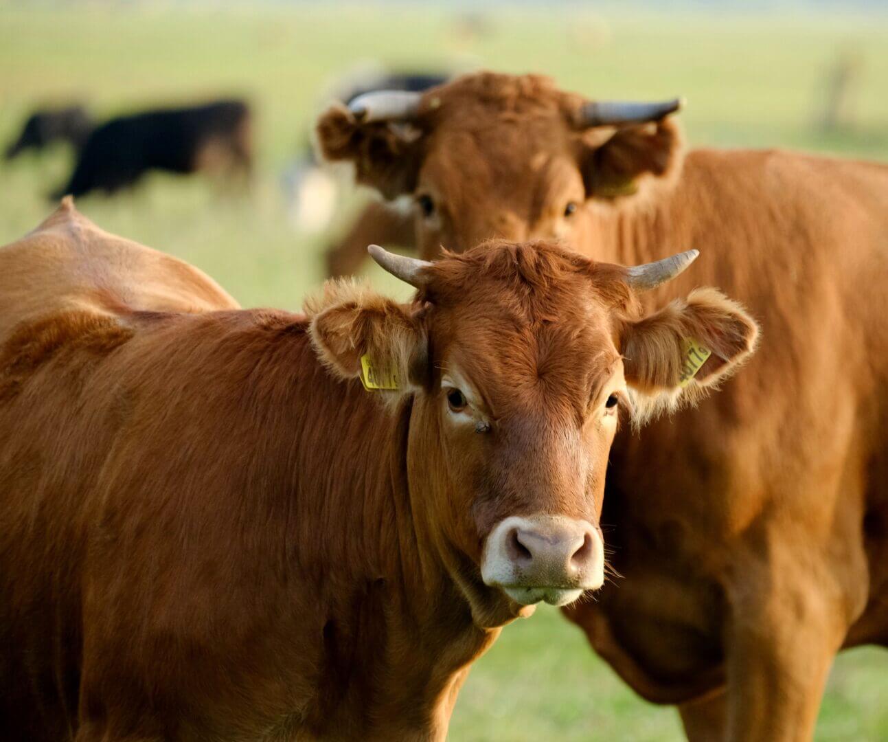 Vacas, campo, agro, inteligencia-artificial-ganaderia-argentina