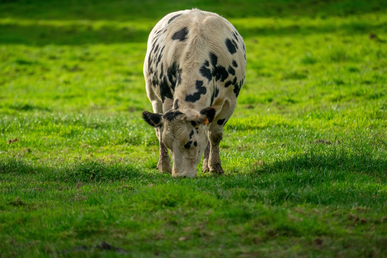 Vacas, campo, agro, inteligencia-artificial-ganaderia-argentina
